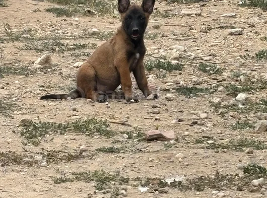 Üst Kalite Belçika Malinos Yavrular