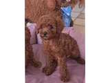 Toy Poodle Red Brown Yavrumuz
