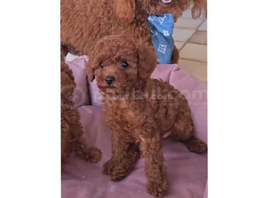 Toy Poodle Red Brown Yavrumuz görsel