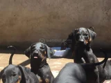 SAFKAN DOBERMAN YAVRULARI