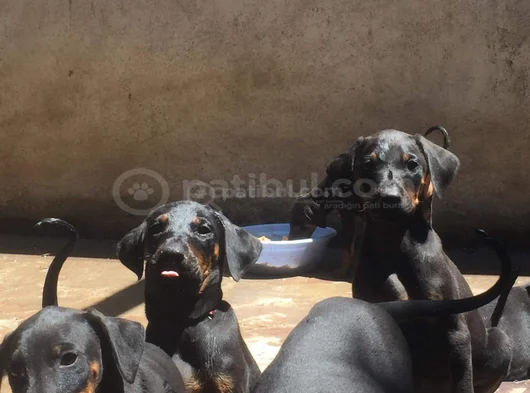 Safkan Doberman Yavrulari