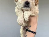 Safkan Malti̇poo Yavrulari
