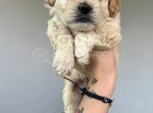 Safkan Malti̇poo Yavrulari görsel