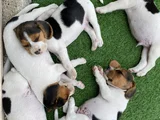 Safkan Beagle Yavrulari
