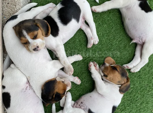 Safkan Beagle Yavrulari görsel