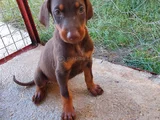 Safkan Doberman Yavrulari