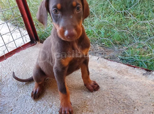 Safkan Doberman Yavrulari görsel