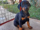 SAFKAN DOBERMAN YAVRULARI