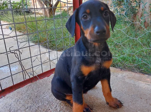 Safkan Doberman Yavrulari