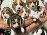 SAFKAN BEAGLE YAVRULARI