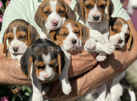 Safkan Beagle Yavrulari