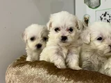 Safkan Malti̇poo Yavrulari
