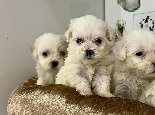 Safkan Malti̇poo Yavrulari görsel