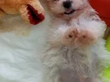 Safkan Malti̇poo Yavrulari