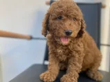 Safkan Poodle Yavrulari