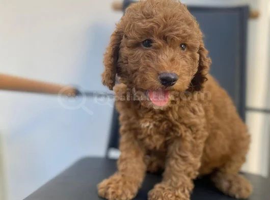 Safkan Poodle Yavrulari görsel