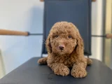 Safkan Poodle Yavrulari