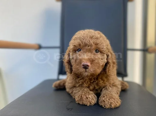Safkan Poodle Yavrulari görsel