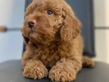 SAFKAN POODLE YAVRULARI