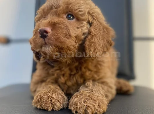 Safkan Poodle Yavrulari
