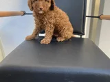 Safkan Poodle Yavrulari