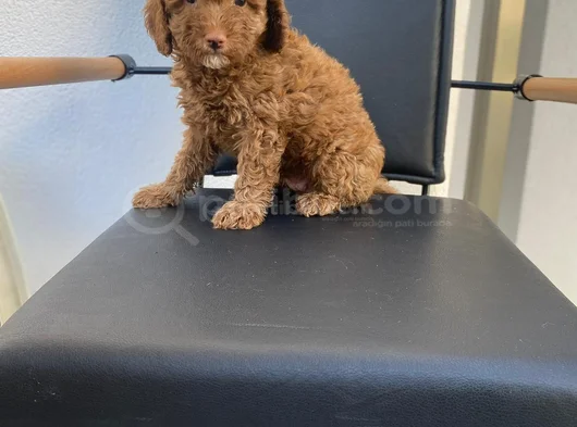 Safkan Poodle Yavrulari görsel
