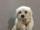 SAFKAN MALTESE YAVRULARI