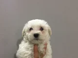 Safkan Maltese Yavrulari