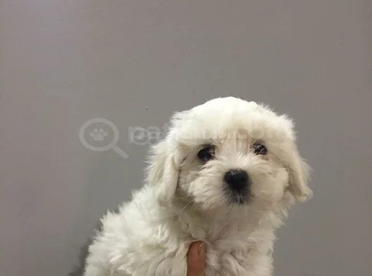 Safkan Maltese Yavrulari görsel