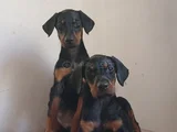 SAFKAN DOBERMAN YAVRULARI
