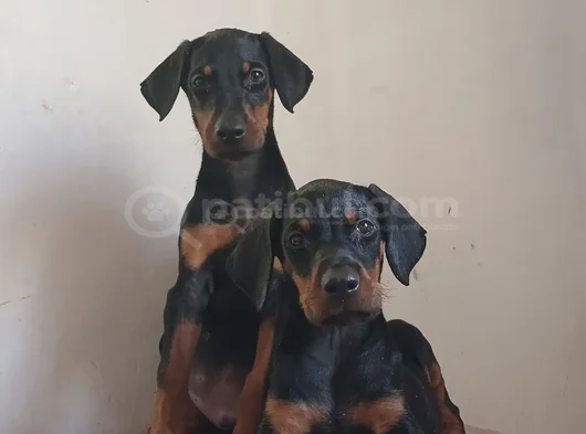 Safkan Doberman Yavrulari