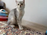 4 AYLIK YAVRU ERKEK BRITISH SHORTHAIR