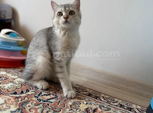 4 Aylik Yavru Erkek British Shorthair