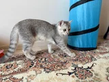 4 Aylik Yavru Erkek British Shorthair