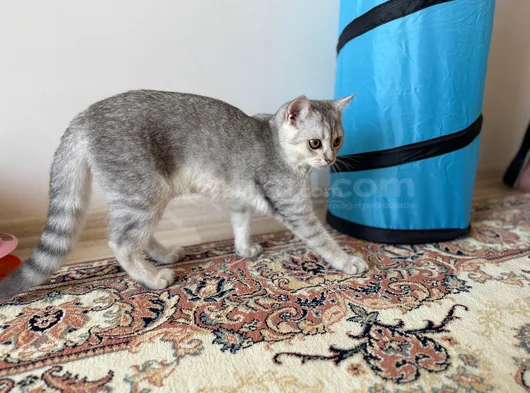 4 Aylik Yavru Erkek British Shorthair görsel