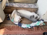 4 Aylik Yavru Erkek British Shorthair
