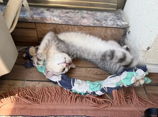 4 Aylik Yavru Erkek British Shorthair görsel