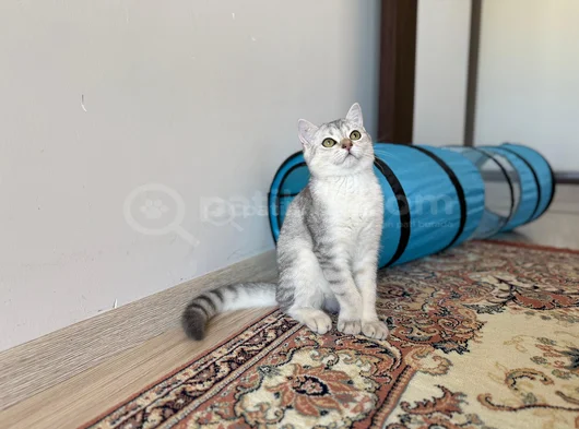 4 Aylik Yavru Erkek British Shorthair görsel