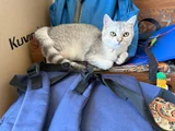 4 Aylik Yavru Erkek British Shorthair