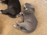 Safkan Cane Corso Blue Siyah Yavrular