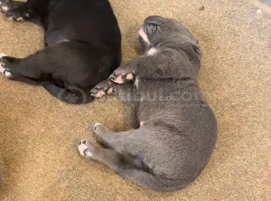 Safkan Cane Corso Blue Siyah Yavrular görsel