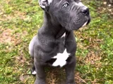 Safkan Cane Corso Blue Siyah Yavrular