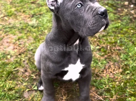 Safkan Cane Corso Blue Siyah Yavrular görsel