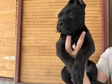 Dev Cane Corso Bebekler