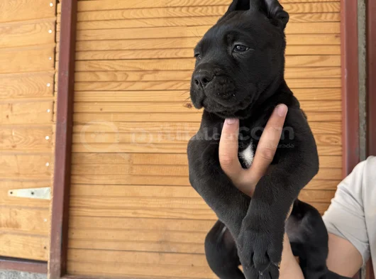 Dev Cane Corso Bebekler görsel