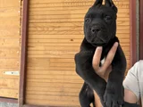 Dev Cane Corso Bebekler