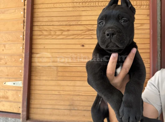 Dev Cane Corso Bebekler görsel