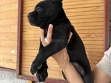 Dev Cane Corso Bebekler