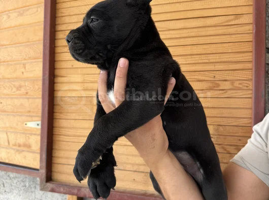 Dev Cane Corso Bebekler görsel