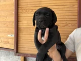 Dev cane corso bebekler